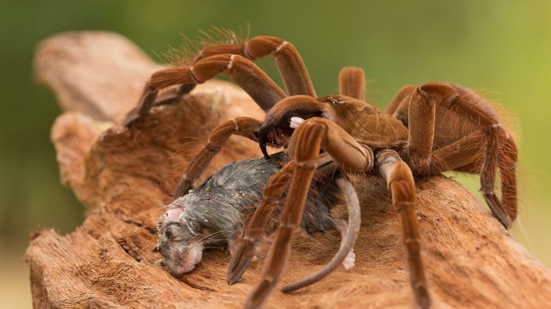 “Arachnophobes Beware: Exploring the World of the Goliath Birdeater, Earth’s Largest Spider”